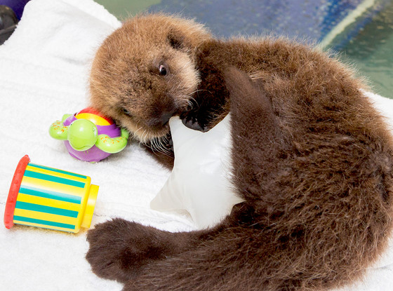 This Baby Otter Learning To Swim Is The Cutest Video Youll See This Baby Otter Learning To Swim Is The Cutest Video Youll See